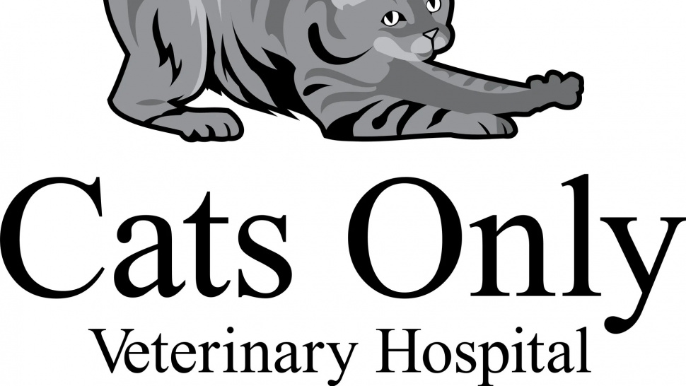 Understanding Feline Health: What to Expect During Your Visit to a Cat Vet Rocklin CA