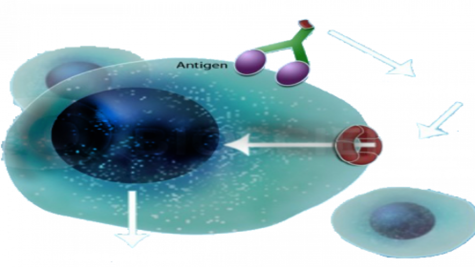 Monoclonal Antibodies