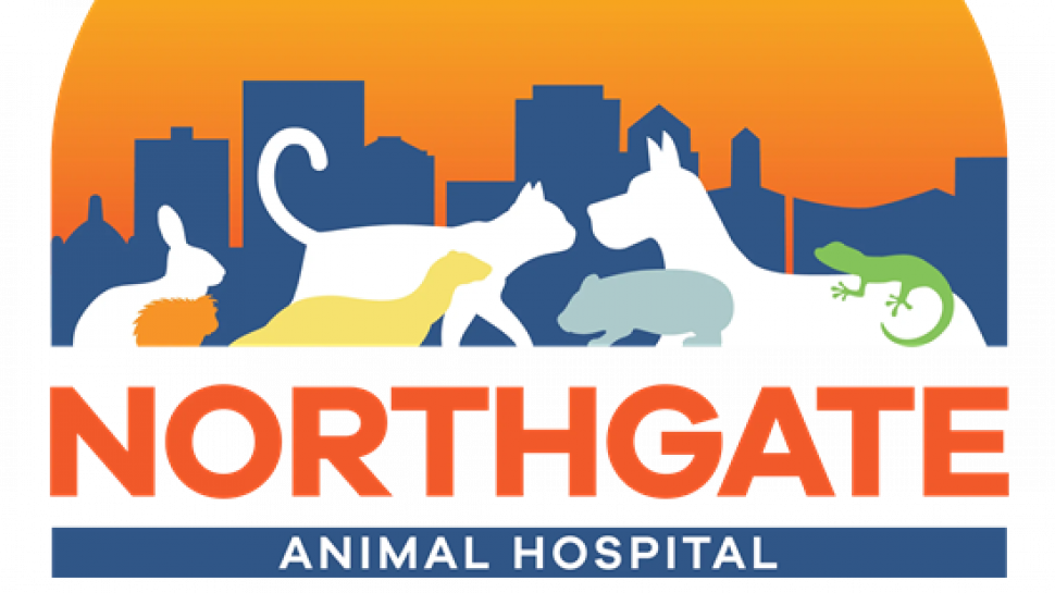 Your Guide to Choosing the Right Dayton Vet for Your Furry Family