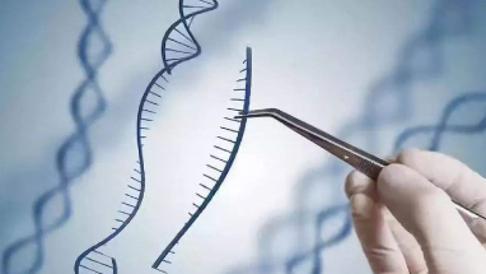 Progress of Gene Therapy in Hereditary Optic Nerve Injury and Related Diseases